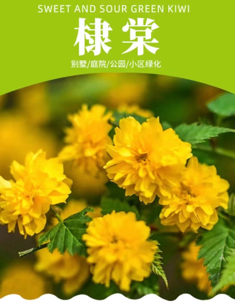 棣棠小苗绿篱色块苗黄色重瓣棣棠花苗耐寒冬易活工绿化苗木
