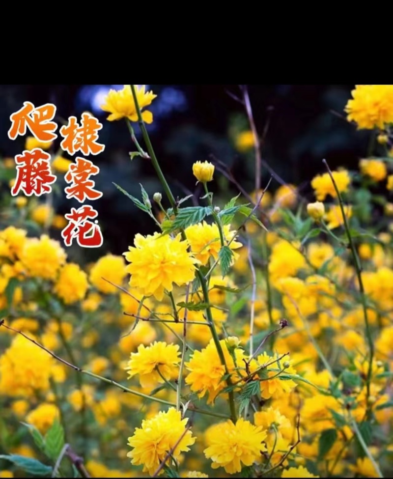 棣棠小苗绿篱色块苗黄色重瓣棣棠花苗耐寒冬易活工绿化苗木