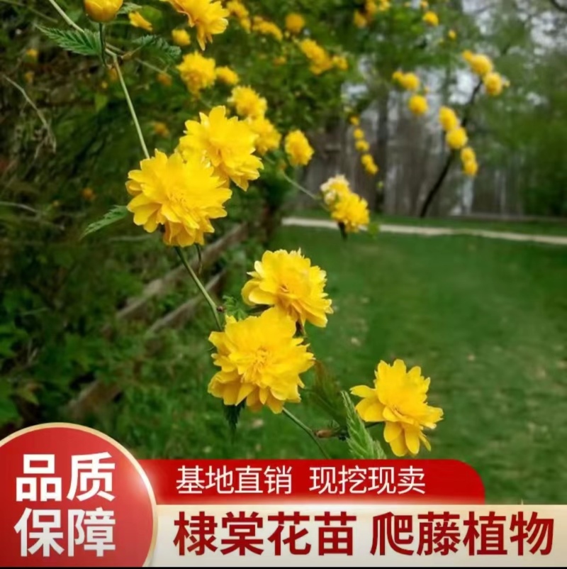 棣棠小苗绿篱色块苗黄色重瓣棣棠花苗耐寒冬易活工绿化苗木
