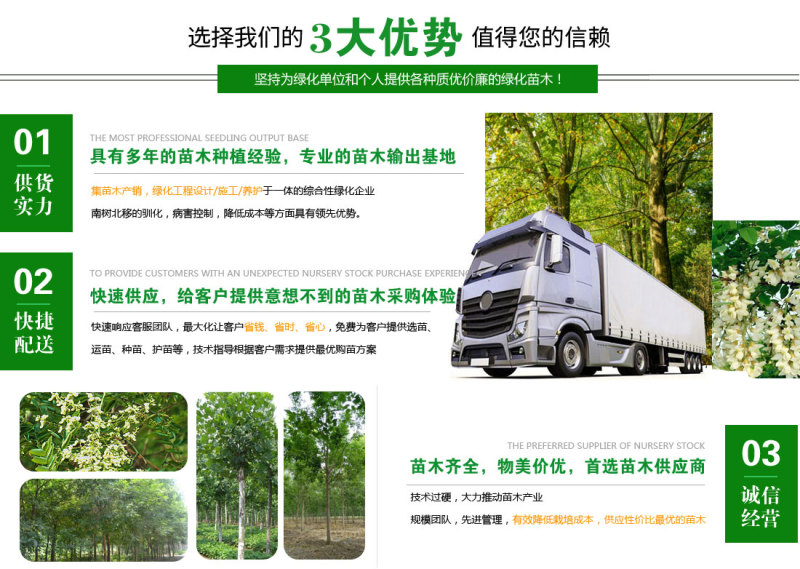 棣棠小苗绿篱色块苗黄色重瓣棣棠花苗耐寒冬易活工绿化苗木