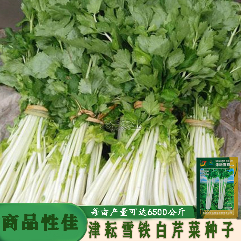 铁芹种籽津耘白芹种子10克白柄实心脆嫩好吃特色芹菜种子
