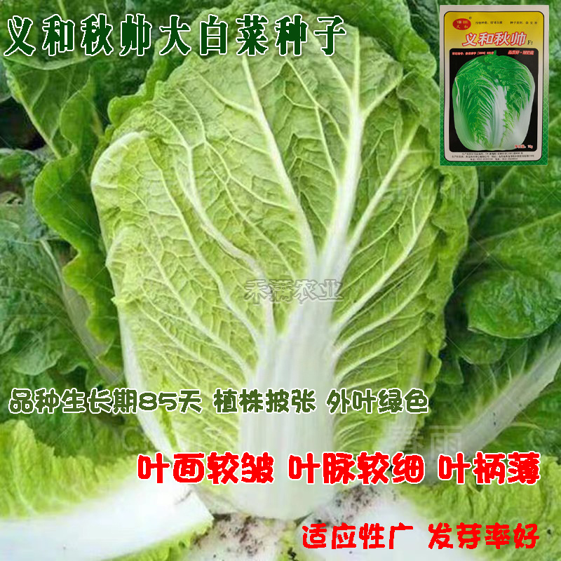义和秋大白菜种子小义和秋白菜种籽正宗白菜高产大白菜种子