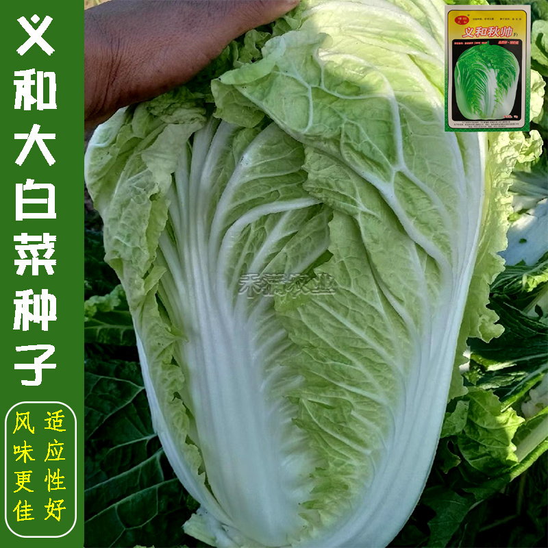 义和秋大白菜种子小义和秋白菜种籽正宗白菜高产大白菜种子