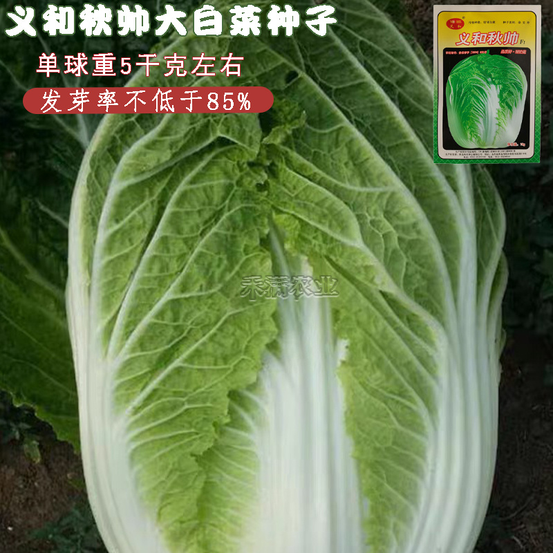 义和秋大白菜种子小义和秋白菜种籽正宗白菜高产大白菜种子