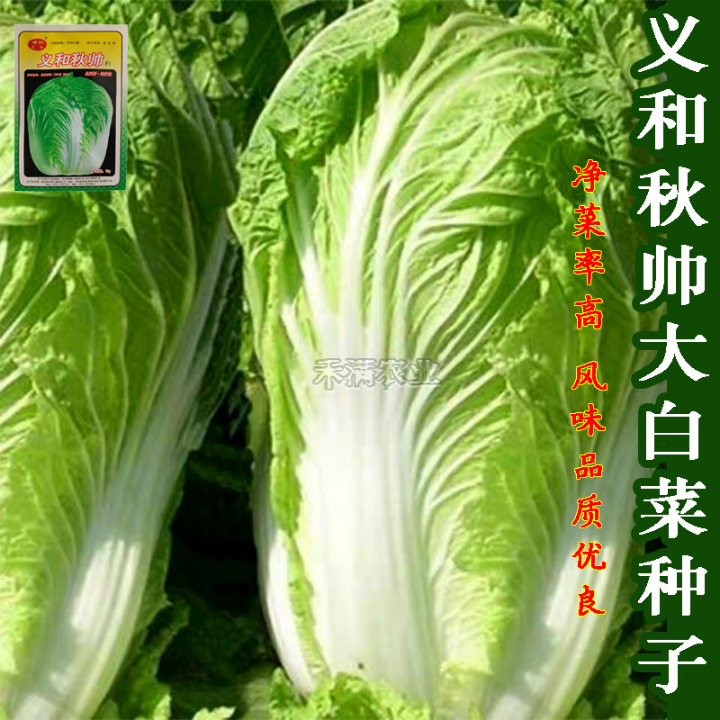 义和秋大白菜种子小义和秋白菜种籽正宗白菜高产大白菜种子