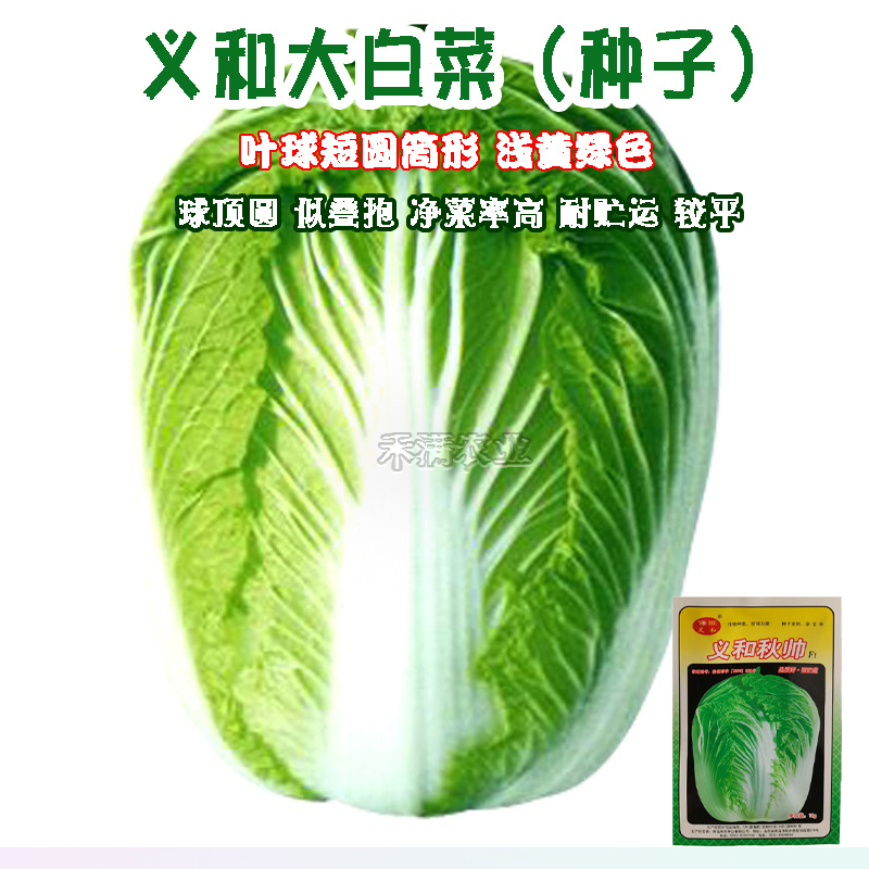 义和秋大白菜种子小义和秋白菜种籽正宗白菜高产大白菜种子