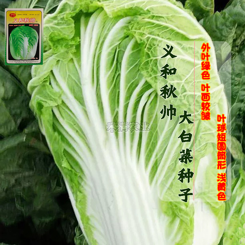 义和秋大白菜种子小义和秋白菜种籽正宗白菜高产大白菜种子