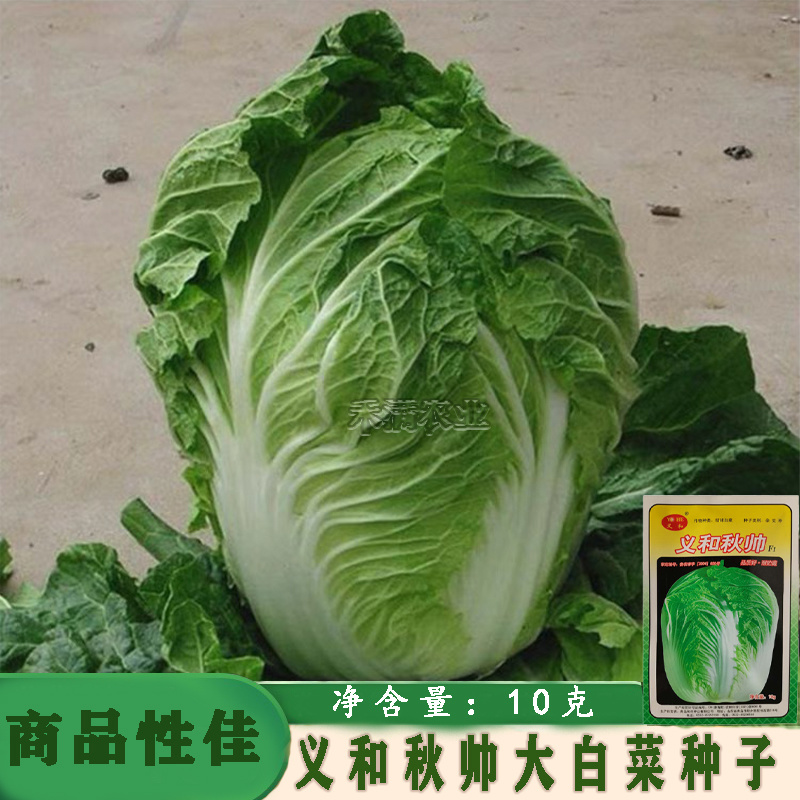 义和秋大白菜种子小义和秋白菜种籽正宗白菜高产大白菜种子