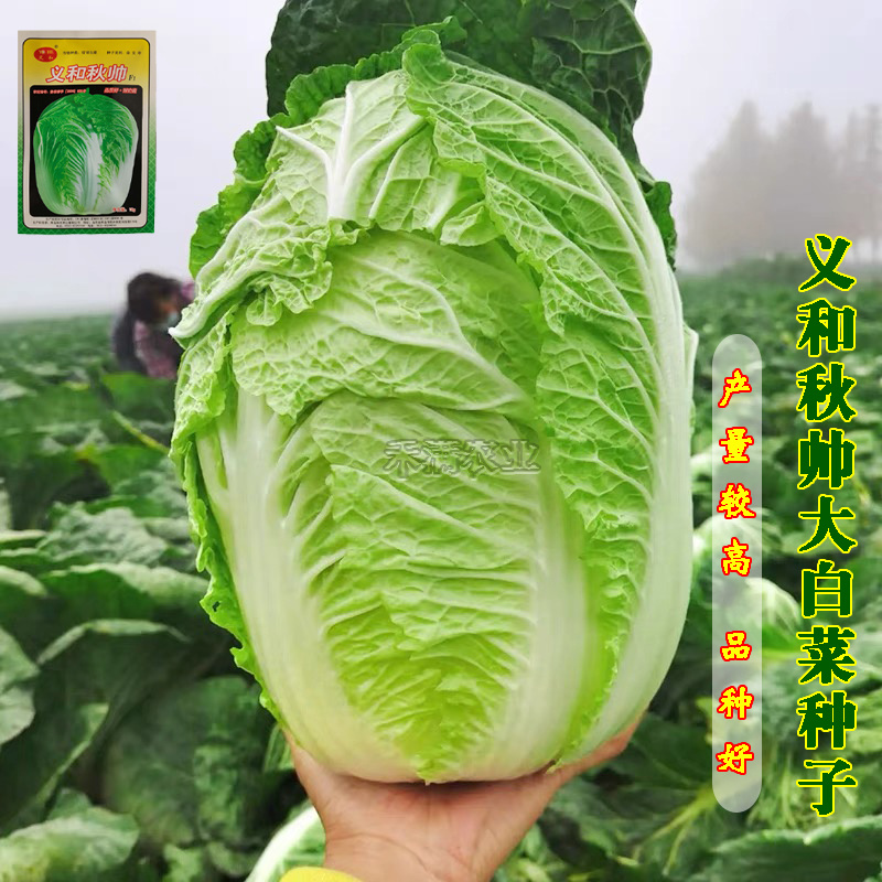 义和秋大白菜种子小义和秋白菜种籽正宗白菜高产大白菜种子