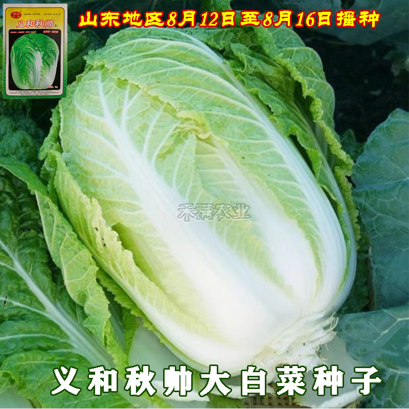 义和秋大白菜种子小义和秋白菜种籽正宗白菜高产大白菜种子