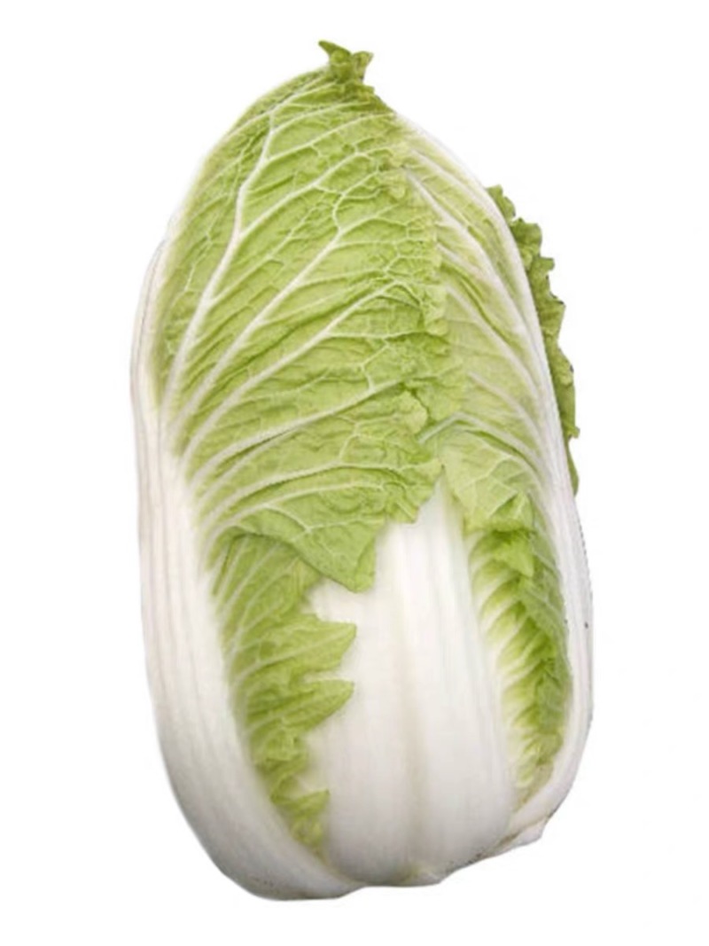 义和秋大白菜种子小义和秋白菜种籽正宗白菜高产大白菜种子