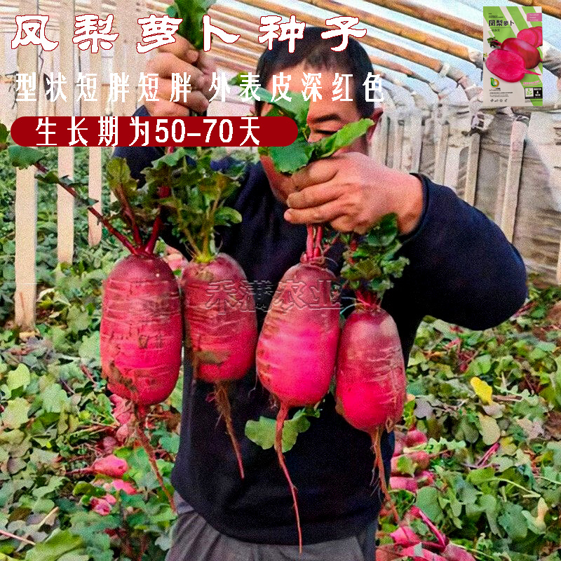 高产生吃红心脆心里美凤梨红心水果萝卜种子