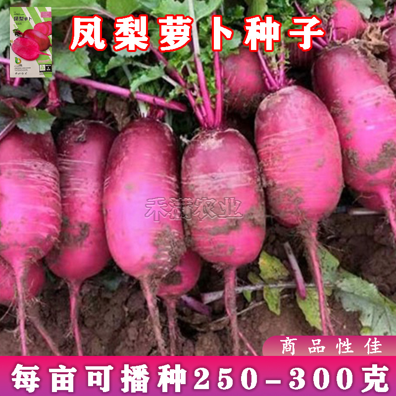 高产生吃红心脆心里美凤梨红心水果萝卜种子