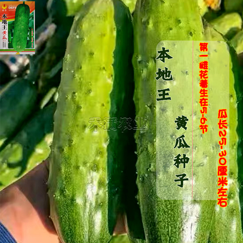 本地王黄瓜种子春秋露地栽四季盆栽大田小黄瓜旱黄瓜蔬菜种籽