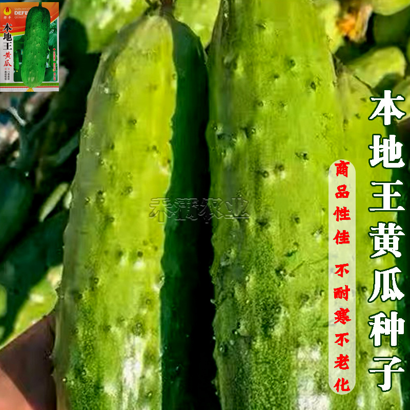 本地王黄瓜种子春秋露地栽四季盆栽大田小黄瓜旱黄瓜蔬菜种籽
