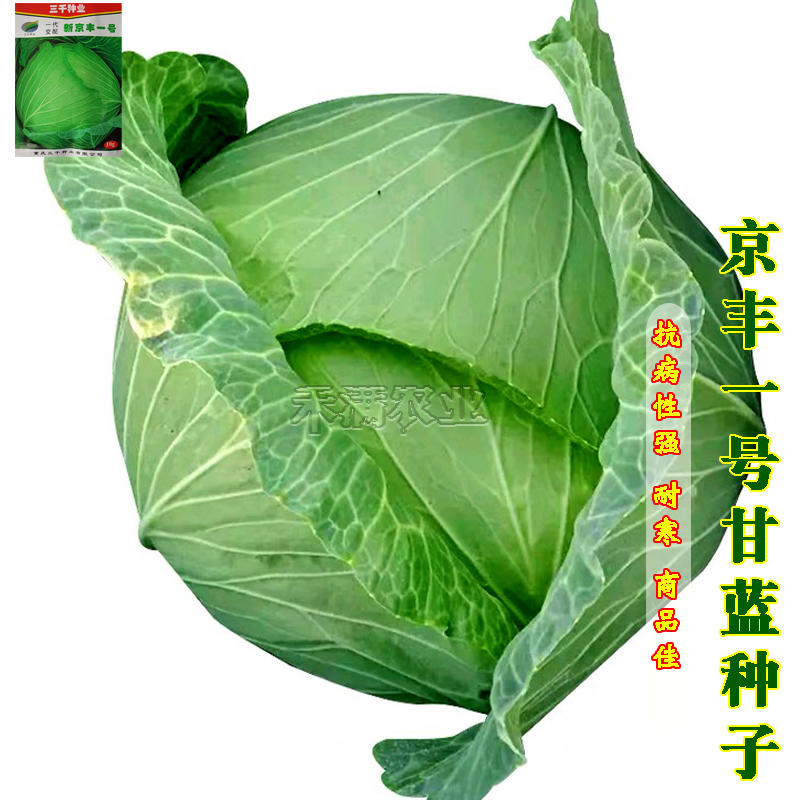 新品种新京丰一号甘蓝种子高产秋播蔬菜种孑包菜甘蓝种子
