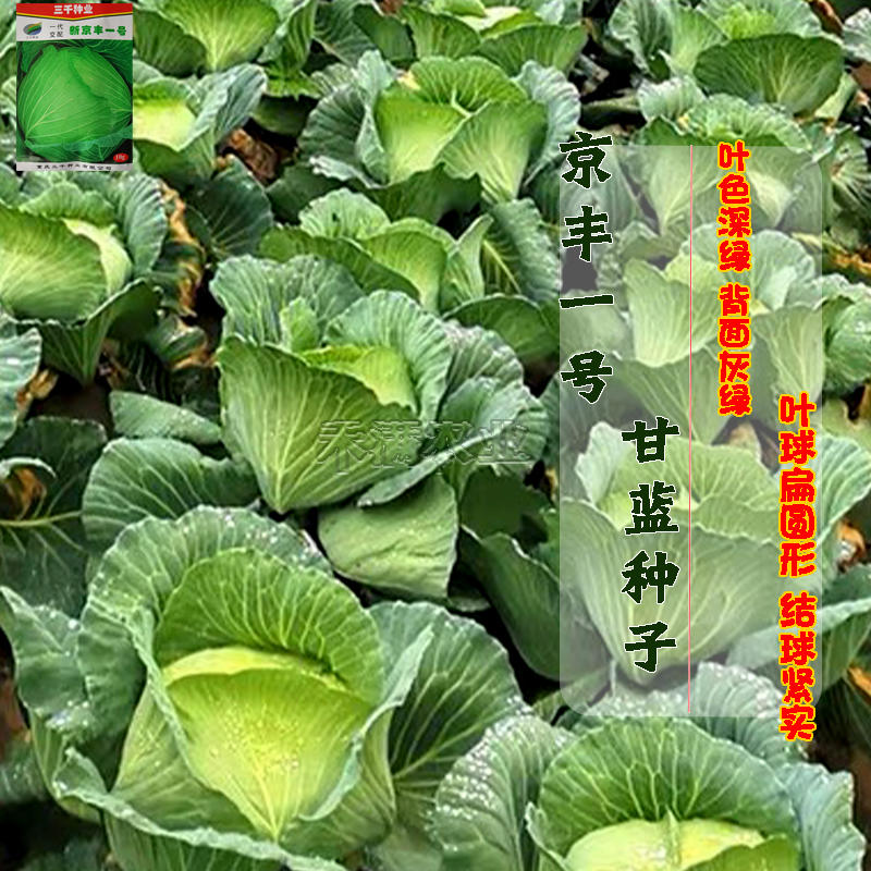 新品种新京丰一号甘蓝种子高产秋播蔬菜种孑包菜甘蓝种子