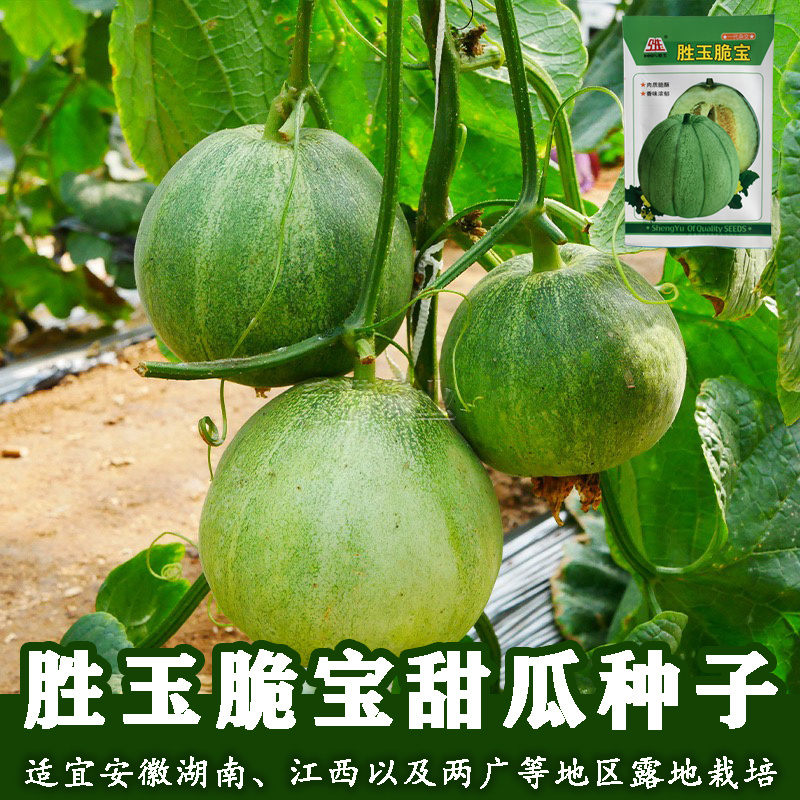 绿宝石种子甜瓜种籽香瓜种子超甜酥脆香瓜种籽高产甜瓜种子