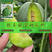绿宝石种子甜瓜种籽香瓜种子超甜酥脆香瓜种籽高产甜瓜种子