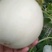 大棚甜瓜玉姑大量上市皮毛亮口头甜种植面积大