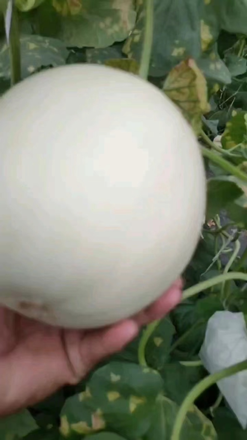 大棚甜瓜玉姑大量上市皮毛亮口头甜种植面积大
