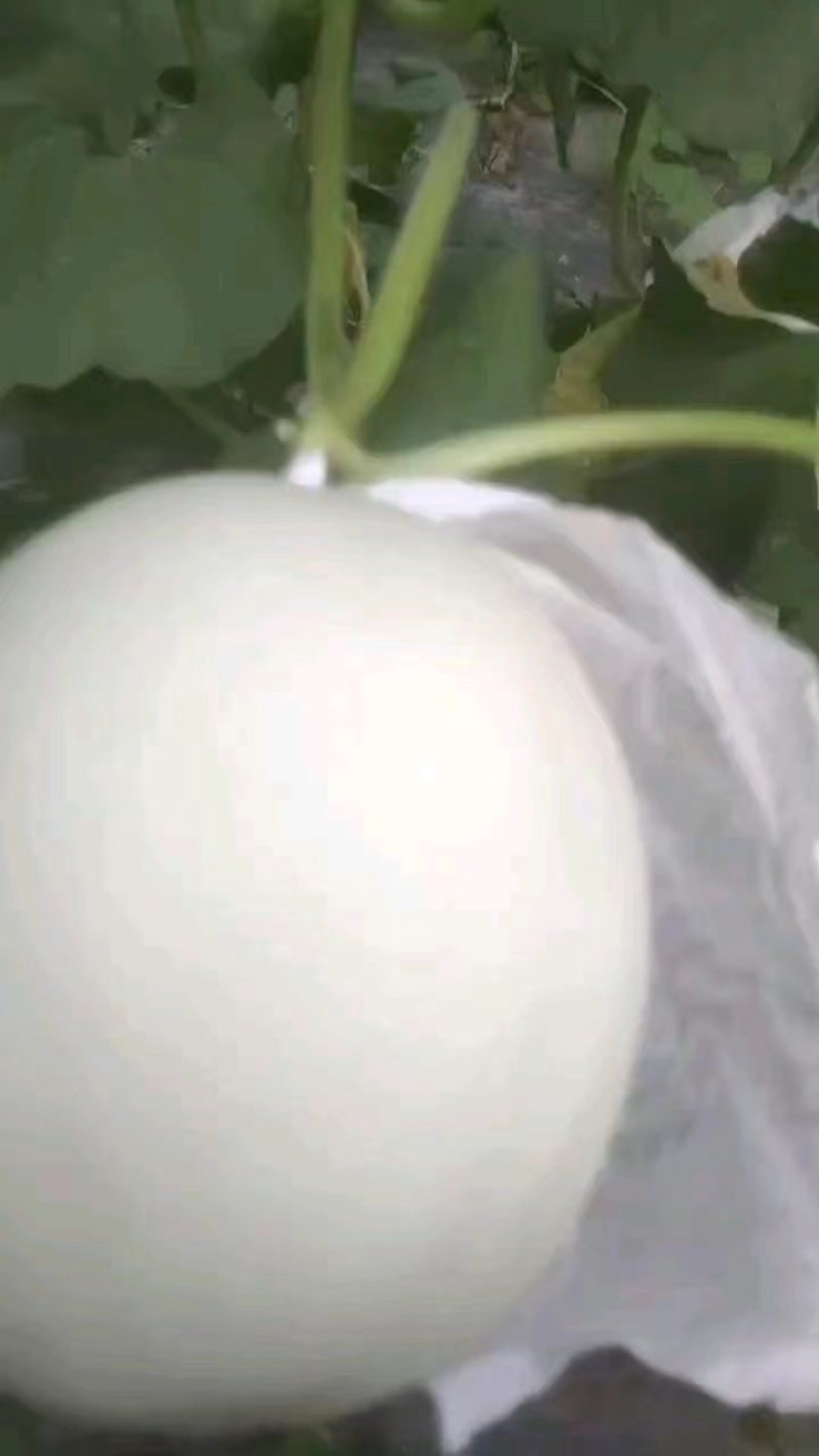 大棚甜瓜玉姑大量上市皮毛亮口头甜种植面积大