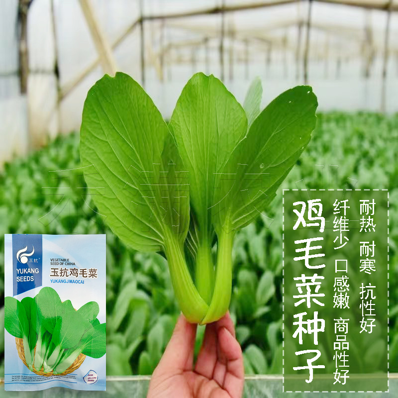 批发23天收高产一年四季小白菜种子阳台盆栽蔬天鸡毛菜种子