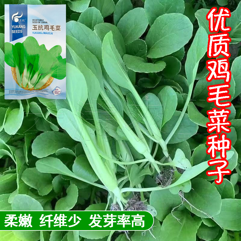 批发23天收高产一年四季小白菜种子阳台盆栽蔬天鸡毛菜种子