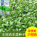 批发23天收高产一年四季小白菜种子阳台盆栽蔬天鸡毛菜种子