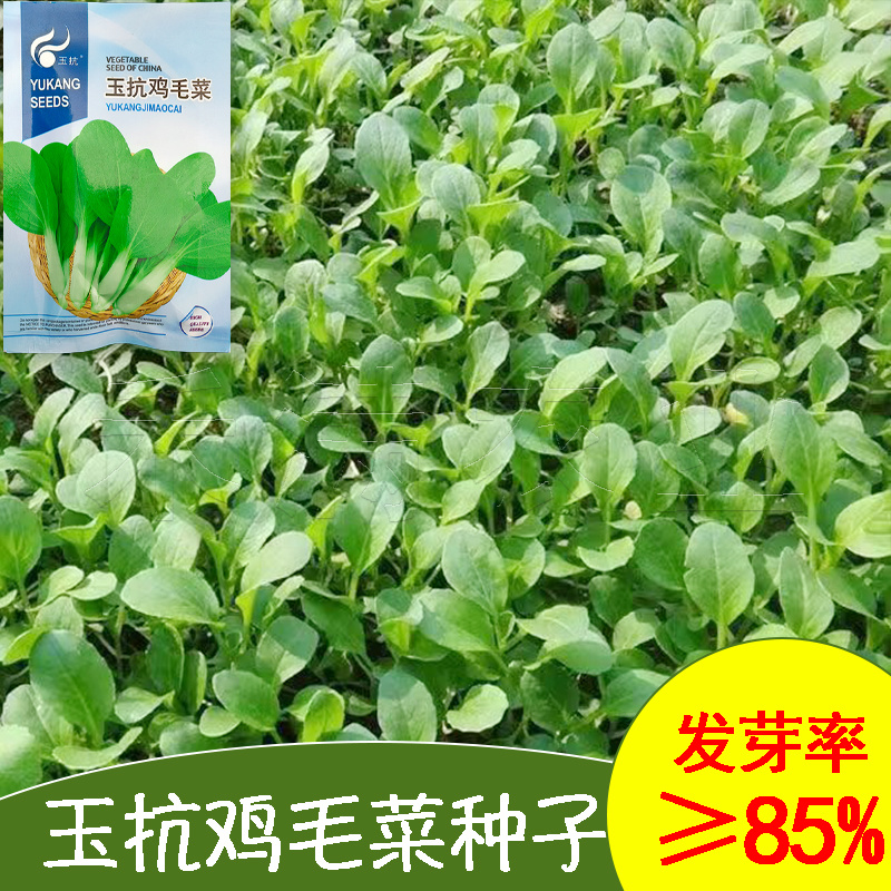 批发23天收高产一年四季小白菜种子阳台盆栽蔬天鸡毛菜种子