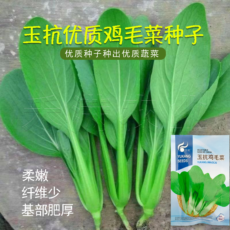 批发23天收高产一年四季小白菜种子阳台盆栽蔬天鸡毛菜种子