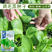 批发23天收高产一年四季小白菜种子阳台盆栽蔬天鸡毛菜种子