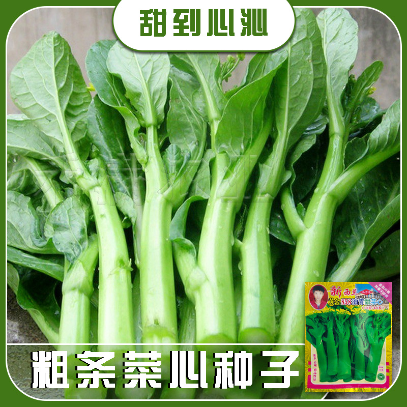 广东甜菜心特甜脆菜苔芯种子绿菜苔耐热寒蔬菜籽菜苔种子