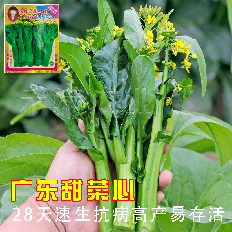 广东甜菜心特甜脆菜苔芯种子绿菜苔耐热寒蔬菜籽菜苔种子