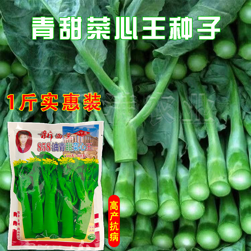 广东甜菜心特甜脆菜苔芯种子绿菜苔耐热寒蔬菜籽菜苔种子