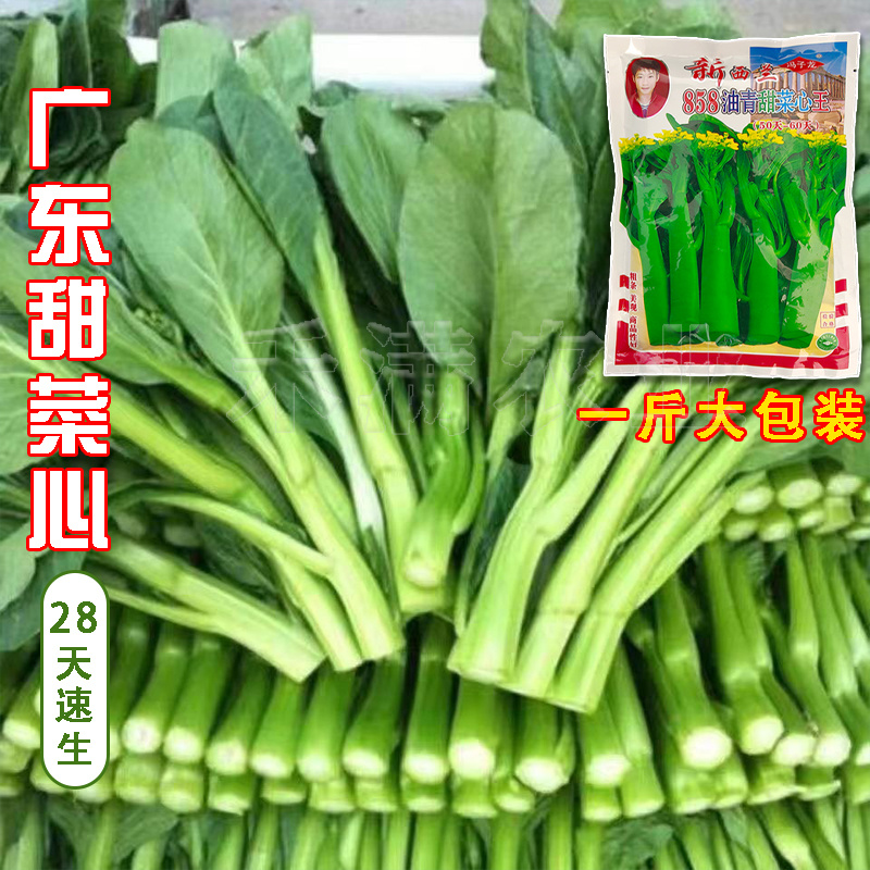 广东甜菜心特甜脆菜苔芯种子绿菜苔耐热寒蔬菜籽菜苔种子