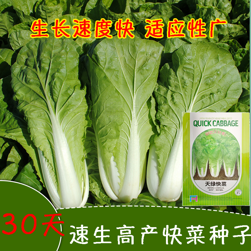 快菜奶油种高产室外成熟耐热耐湿速生小白菜青菜鸡毛菜种子