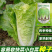 快菜奶油种高产室外成熟耐热耐湿速生小白菜青菜鸡毛菜种子