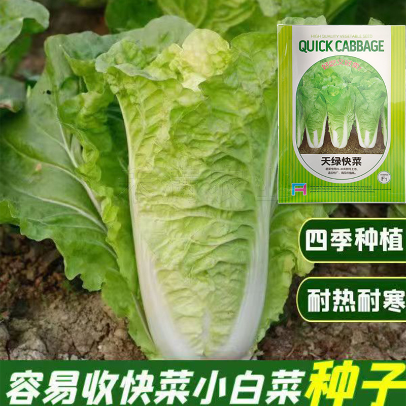 快菜奶油种高产室外成熟耐热耐湿速生小白菜青菜鸡毛菜种子