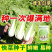 快菜奶油种高产室外成熟耐热耐湿速生小白菜青菜鸡毛菜种子