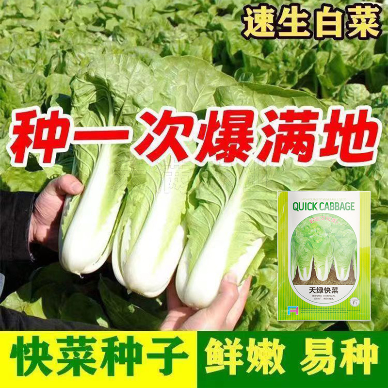 快菜奶油种高产室外成熟耐热耐湿速生小白菜青菜鸡毛菜种子