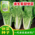 快菜奶油种高产室外成熟耐热耐湿速生小白菜青菜鸡毛菜种子