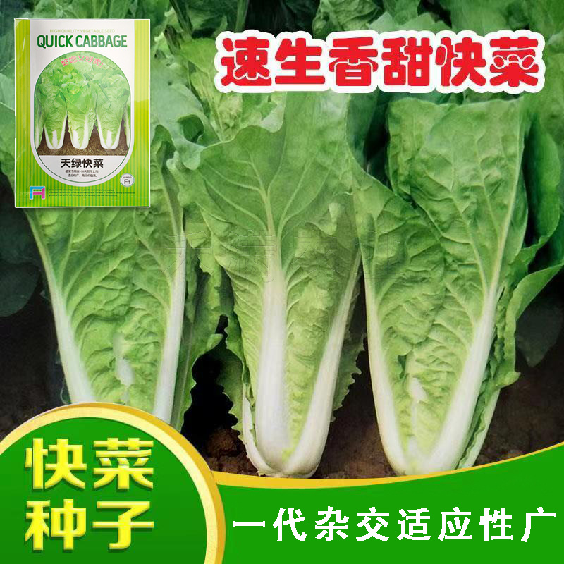 快菜奶油种高产室外成熟耐热耐湿速生小白菜青菜鸡毛菜种子