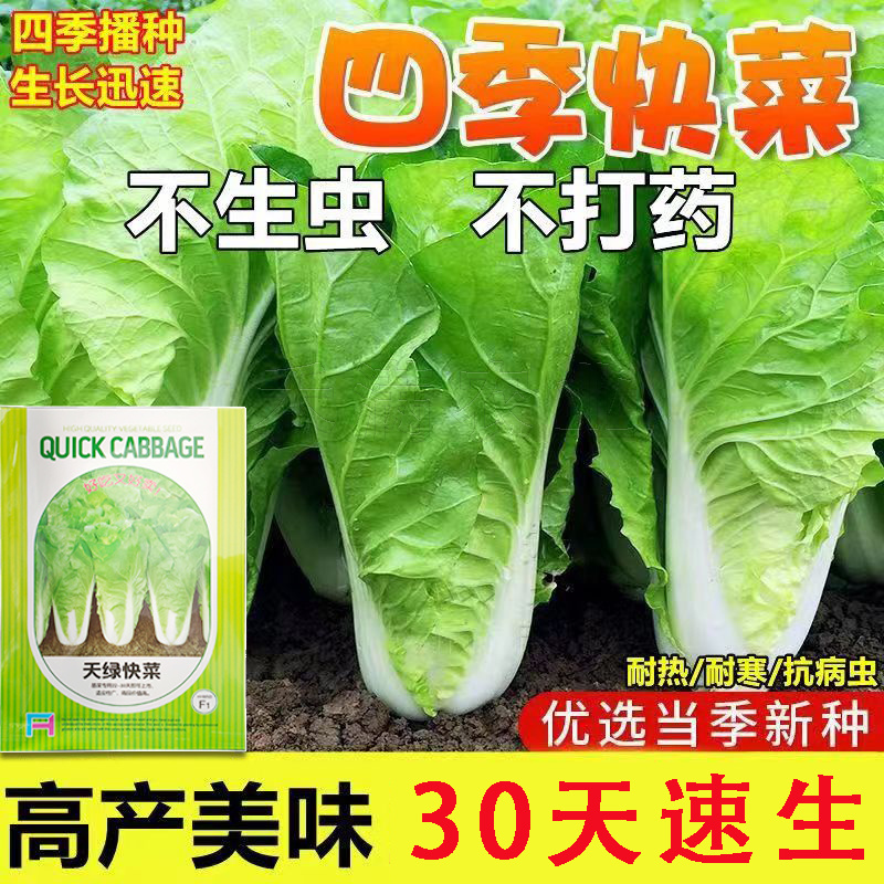 快菜奶油种高产室外成熟耐热耐湿速生小白菜青菜鸡毛菜种子