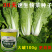 快菜奶油种高产室外成熟耐热耐湿速生小白菜青菜鸡毛菜种子