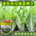快菜奶油种高产室外成熟耐热耐湿速生小白菜青菜鸡毛菜种子