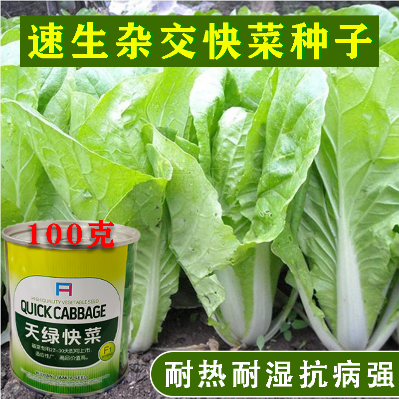 快菜奶油种高产室外成熟耐热耐湿速生小白菜青菜鸡毛菜种子