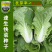 快菜奶油种高产室外成熟耐热耐湿速生小白菜青菜鸡毛菜种子