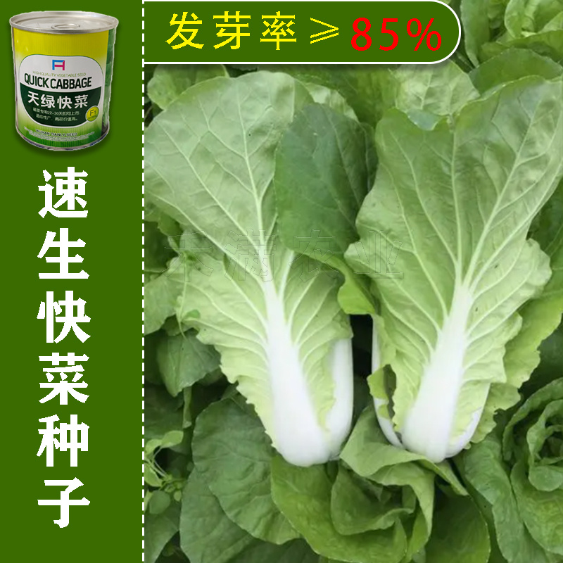 快菜奶油种高产室外成熟耐热耐湿速生小白菜青菜鸡毛菜种子