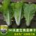 快菜奶油种高产室外成熟耐热耐湿速生小白菜青菜鸡毛菜种子